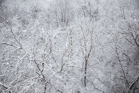 tree branches in the snow in winterの写真素材