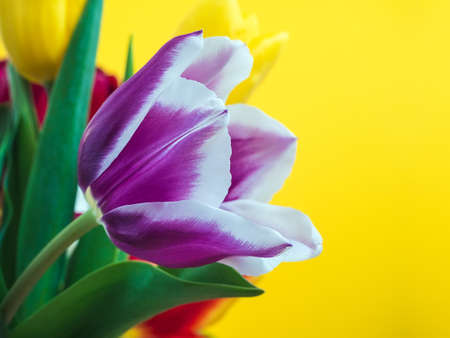 beautiful purple tulip in the center of a multi-colored bouquet close-upの写真素材