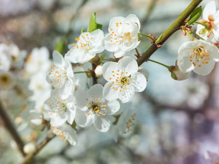 white flowers of cherry plum on a branch in the rays of the bright sun close-up in springの写真素材