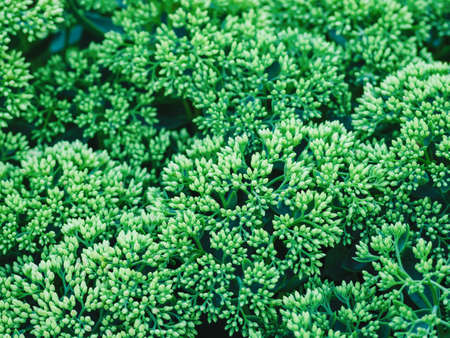 many small white buds on an ornamental shrub - gardening a flower bed in a parkの写真素材