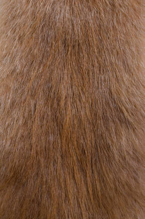 nutria fur close up - textureの写真素材