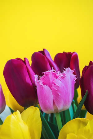 beautiful pink tulip in the center of a multi-colored bouquet on a yellow background close-up, copy space for your text on topの写真素材