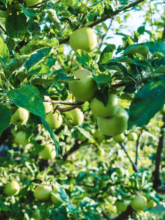 many unripe green apples on a tree branch in the gardenの写真素材