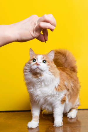 white-red fluffy 10-year-old cat looks at the treat in the owner's handの写真素材