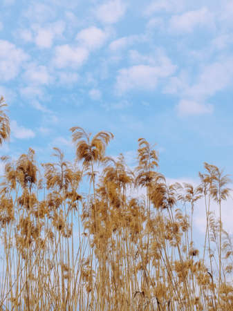 vertical nature background: dry reeds against the backdrop of clouds in the sky