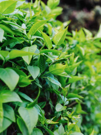 young leaves on a bush - hedge close-upの写真素材