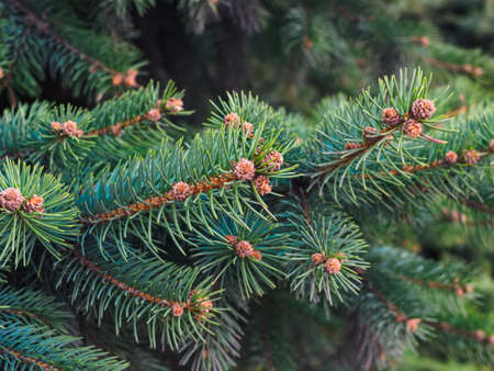 small young pine cones on a branch close-upの写真素材