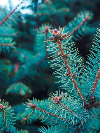 small bumps on young pine branch blue closeupの写真素材