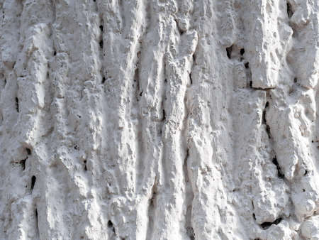 tree trunk treated with a mixture of lime, chalk or water-based paintの写真素材