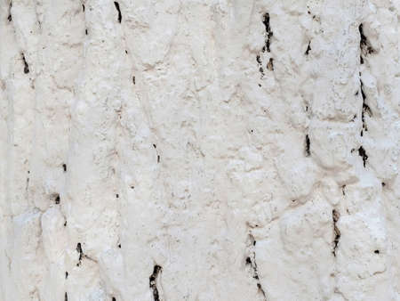 close-up of the white bark of a tree, treated with a mixture of lime, chalk or water-based paintの写真素材