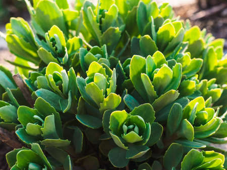 young shoots of the plant SÃ©dum telÃ©phium in the sun close-upの写真素材