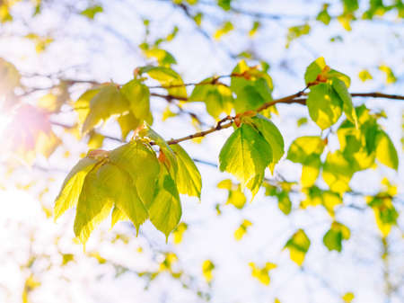 young leaves of a chestnut tree in the rays of the spring sunの写真素材