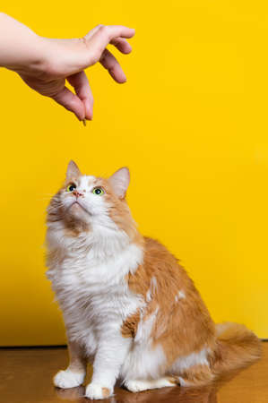white-red fluffy 10-year-old cat looks at the treat in the owner's handの写真素材