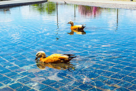two red ducks - Ogar in water in a city parkの写真素材