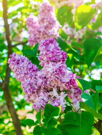 Branch of blooming pink fluffy lilacs in the garden in Moscow close-upの写真素材