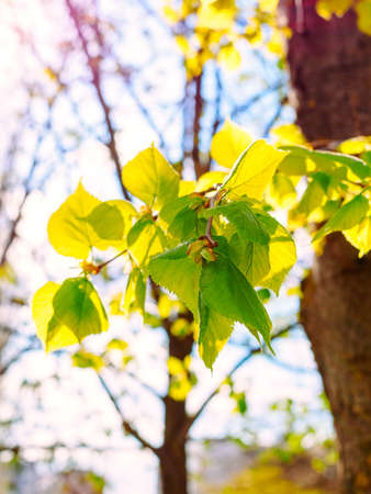young leaves of a chestnut tree in the rays of the spring sunの写真素材