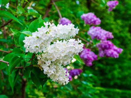 Beautiful white and purple lilac in a botanical garden close upの写真素材