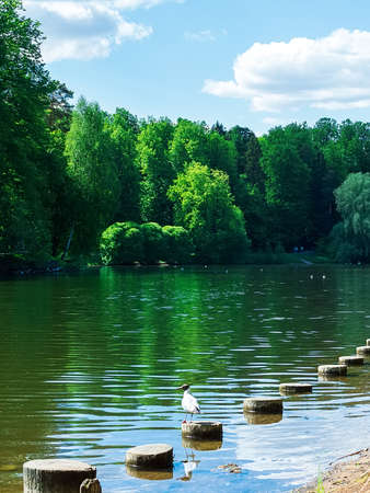 seagull by the pond in the city park on a sunny dayの写真素材