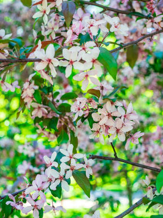 branch of blossoming apple tree in the garden close-upの写真素材