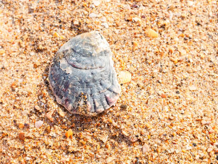 oyster shell on golden sand on the beach close up
