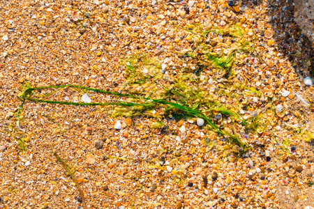 Seaweed Zostera marina on the Black Sea coast on the sandの写真素材