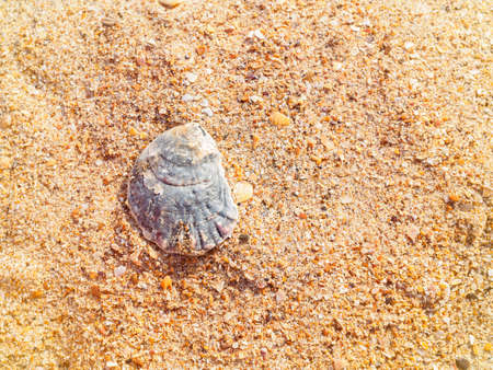 oyster shell on golden sand on the Black Sea beachの写真素材