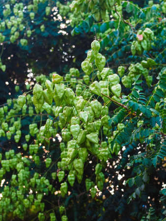 KÃ¶lreiteria paniculata fruit on a tree branchの写真素材