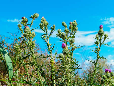 Thorny bush of thistle in the field against the blue sky