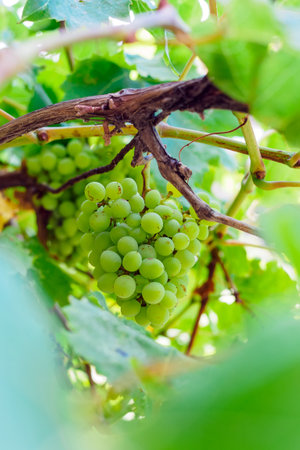 a bunch of ripening white table grapes on a vine close-upの写真素材