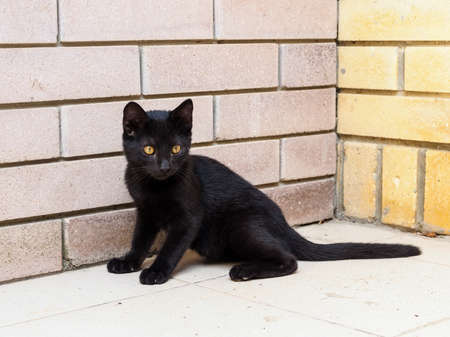 Homeless black kitten on the streetの写真素材