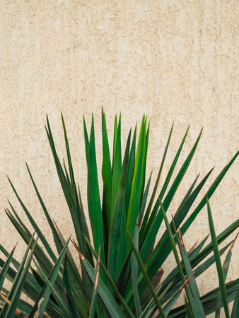 yucca leaves on a beige wall backgroundの写真素材
