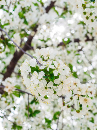 branch of flowering cherry in the garden close-upの写真素材