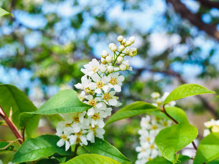 beautiful branch of blooming bird cherry close-upの写真素材