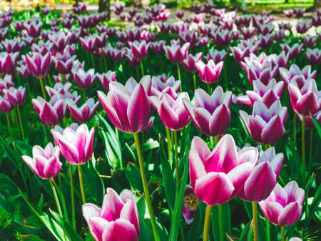 many beautiful purple tulips with white edging on a flower bed close-upの写真素材