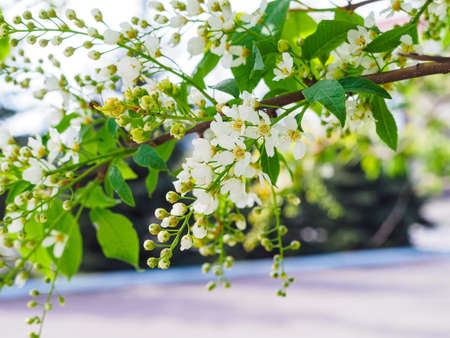 beautiful branch of blooming bird cherry in the park close-up