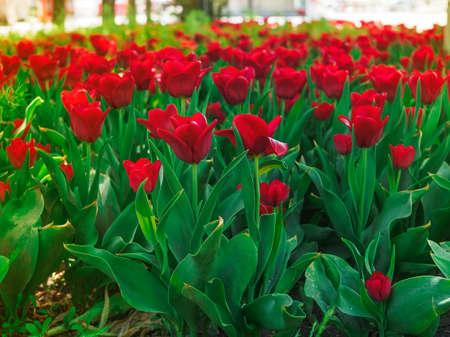 many beautiful red tulips Couleur Cardinal on a flowerbed close-upの写真素材