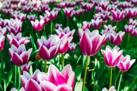 many beautiful white-purple tulips of the same variety on a flower bed in the parkの写真素材