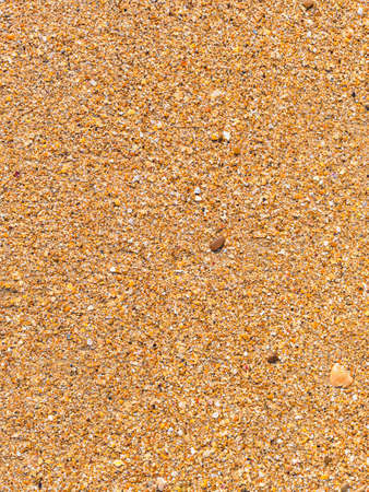 Beach vertical background: small coquina coastline after waveの写真素材