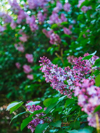 close-up of a branch of purple lilac in the park in springの写真素材
