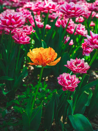 beautiful yellow-orange tulip among pink tulips in the gardenの写真素材