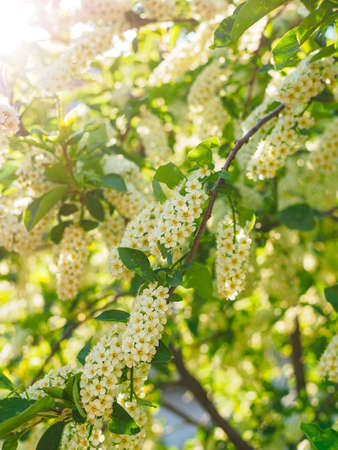 blooming white bird cherry in the sun in the garden in springの写真素材