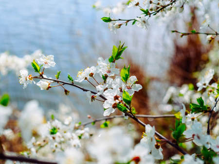 branches of a blossoming apricot tree on the background of a lake in springの写真素材