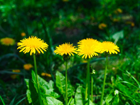 beautiful blooming yellow dandelions in the meadow close-upの写真素材