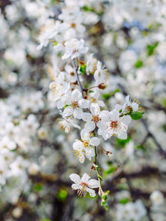 close-up of a blooming apricot tree branch in springの写真素材