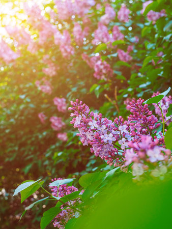 beautiful blooming lilac in the garden in the sunshine in springの写真素材