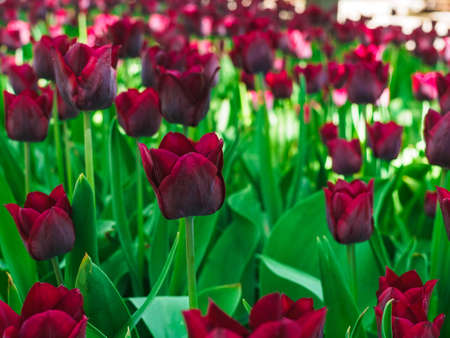 beautiful maroon tulips on a flower bed in the parkの写真素材