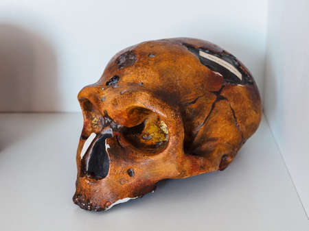Moscow, Russia - August 30, 2021: Old educational anatomical skull of a Neanderthal manのeditorial素材