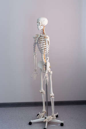 Anatomical model of the human skeleton in the classroomの写真素材