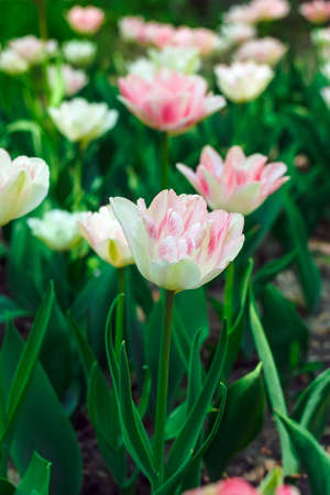 beautiful white and pink tulips in the gardenの写真素材