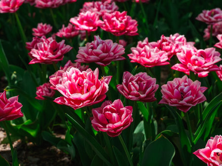 beautiful pink tulips on a flower bed in the parkの写真素材